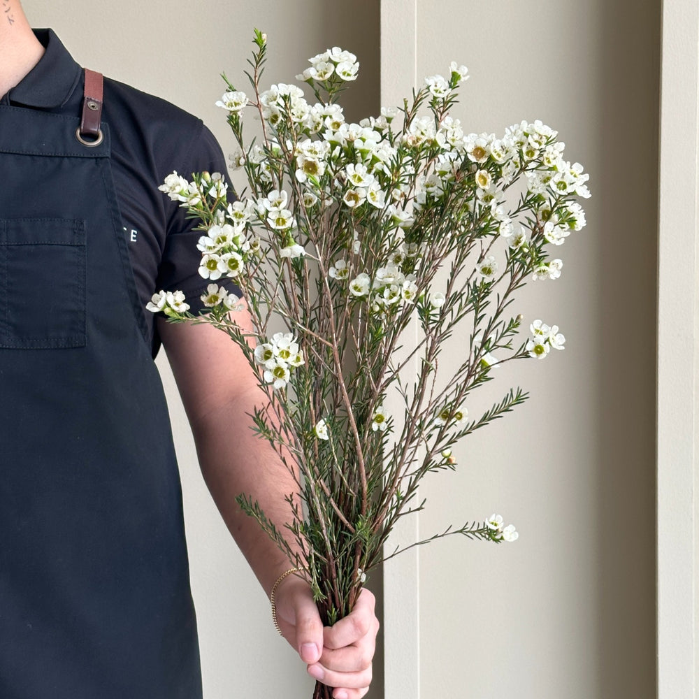 Wax Flower - Moonlight Delight White (15 stems)