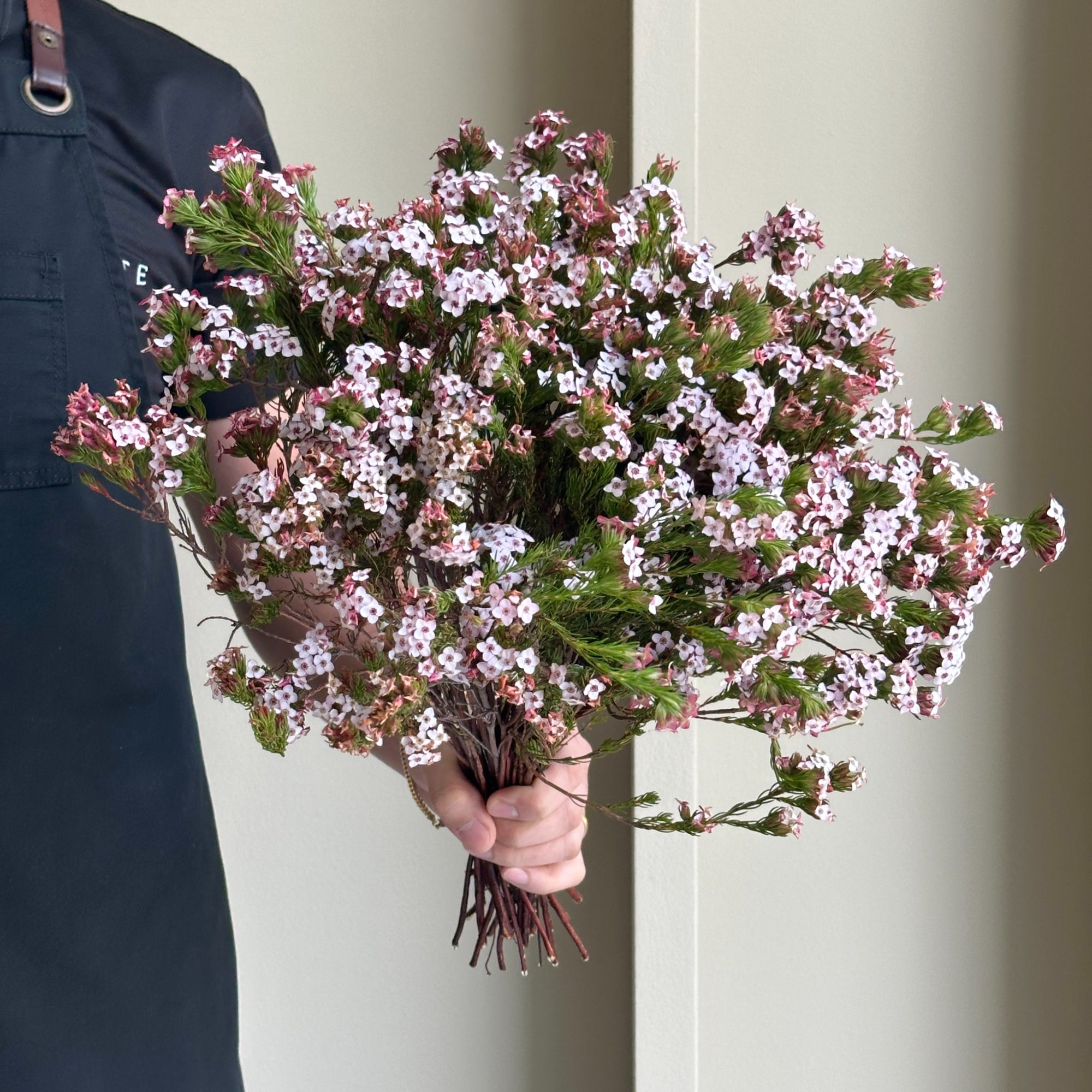 Erica Light Pink (20 Stem)