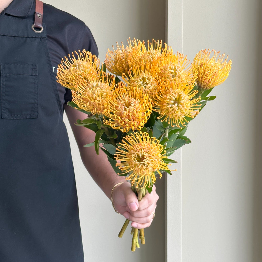 Leucospermum - Soleil Orange