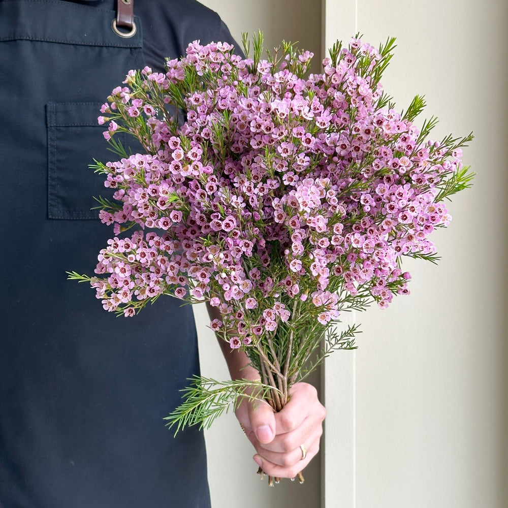 Wax Flower - Maya Pink (15 stems)