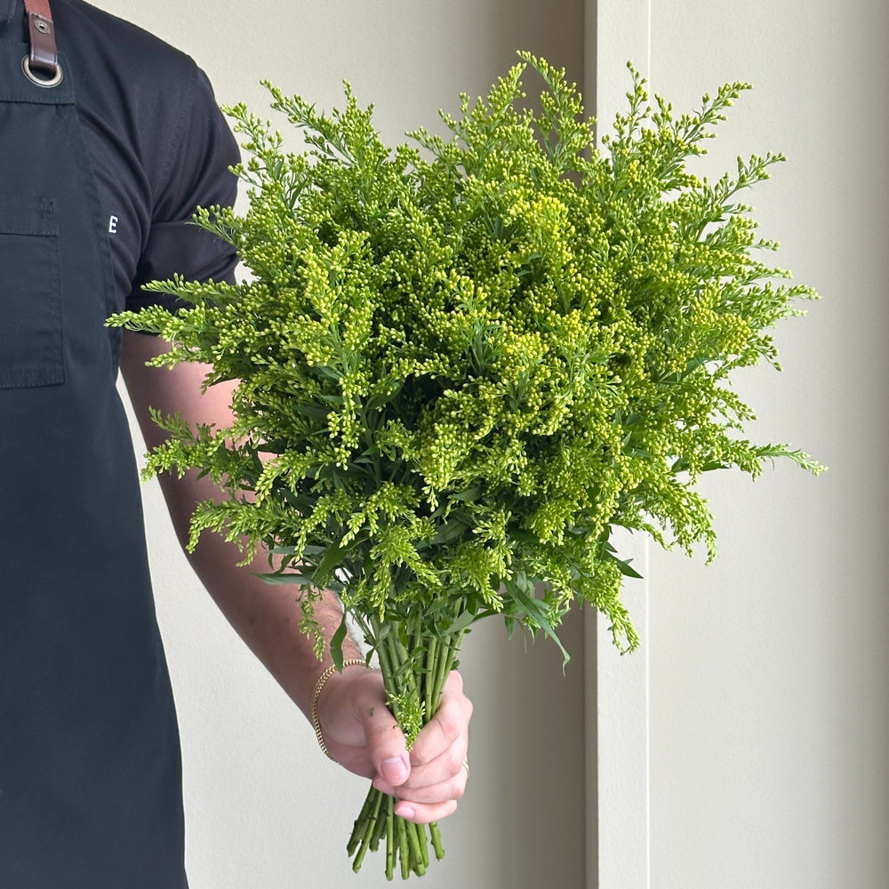 Solidago Carzan Glory (25 Stem)