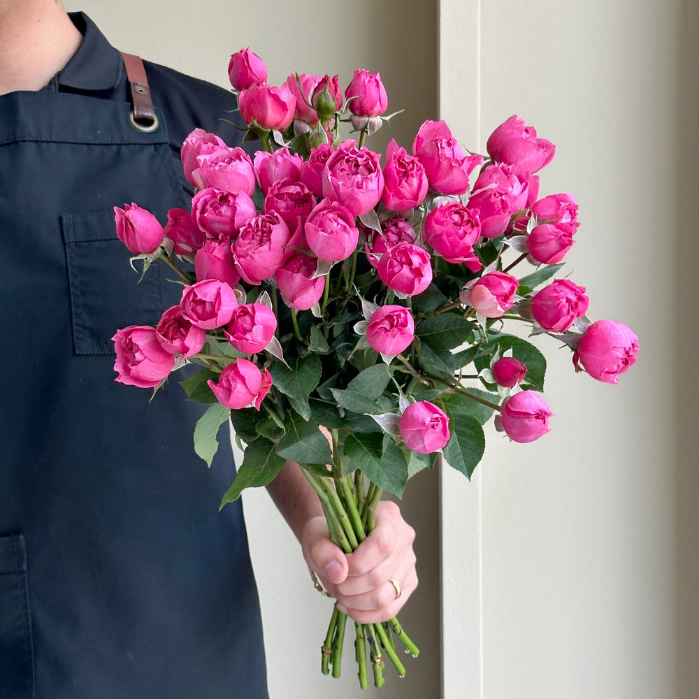 Spray Roses - Julieta Cerise Hot Pink