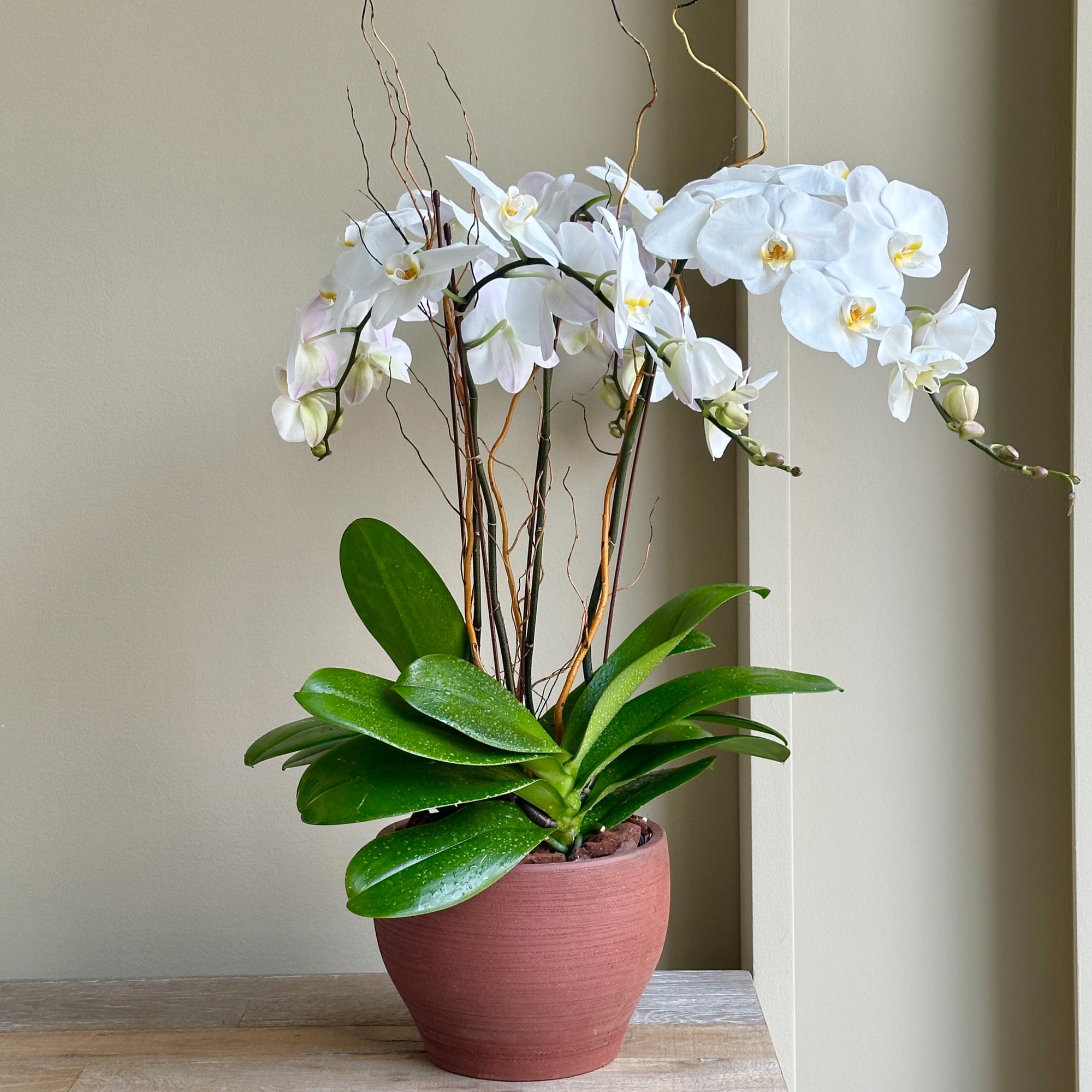 Phalaenopsis Plant - White (Brown Pot)