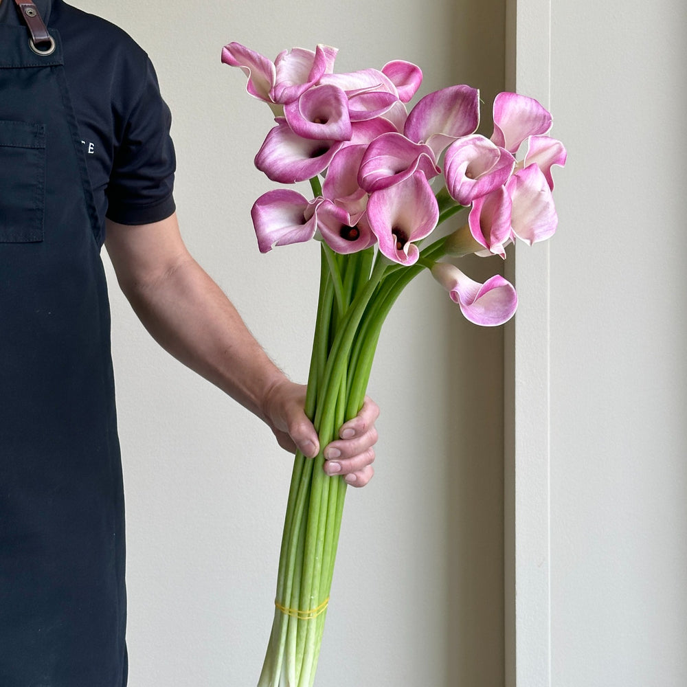 Calla Lilies - Denver Pink