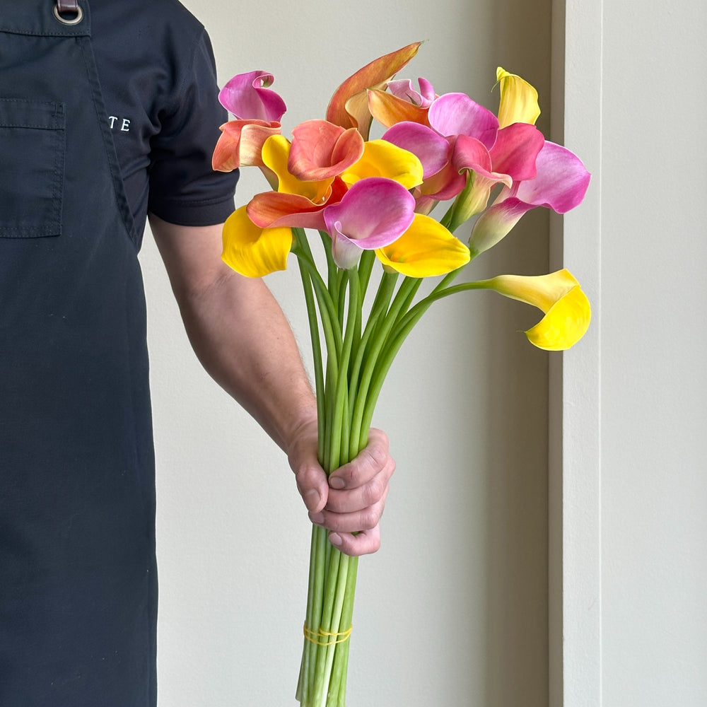 Calla Lilies - Rainbow Breeze Mix