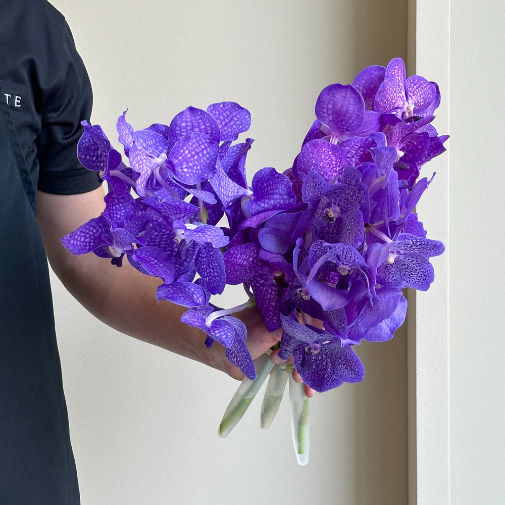 Vanda Orchids - Angelic Blue