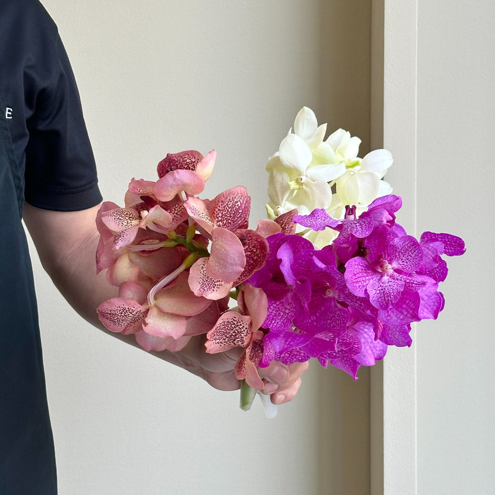 Vanda Orchids - Whimsical Petals