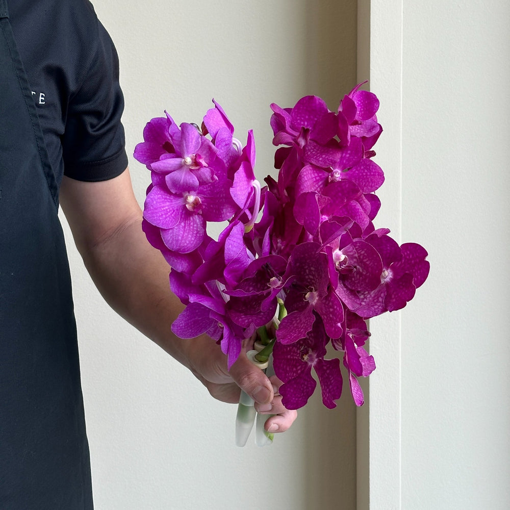 Vanda Orchids - Pink