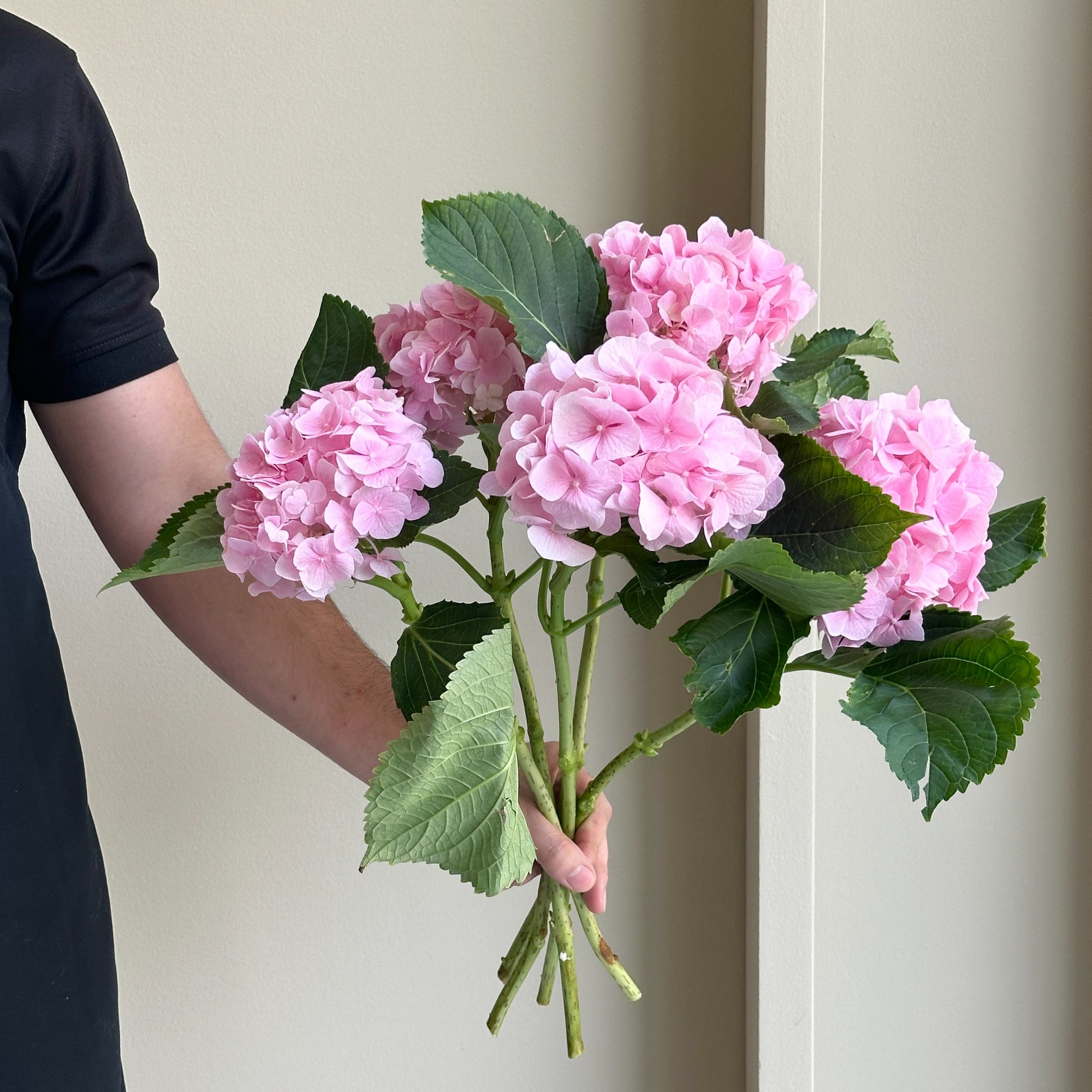 Hydrangeas - Verena Pink (Lollipop)