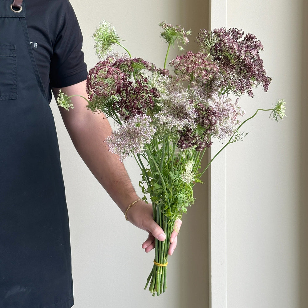 Daucus Carota Dara