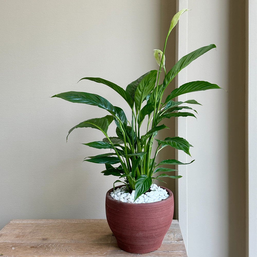 Peace Lily Plant (Brown Pot)