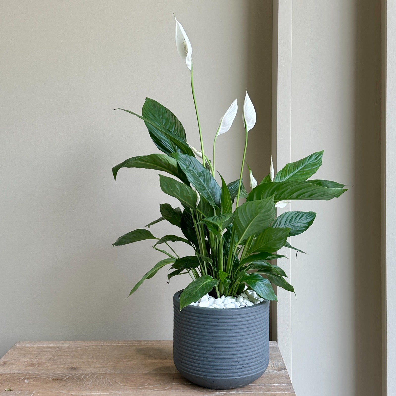 Peace Lily Plant (Grey Pot)