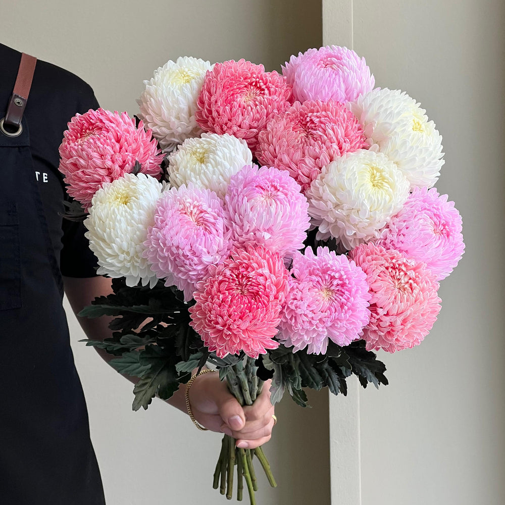 Chrysanthemum Peony - Blush & Bloom Mix (15 Stem)