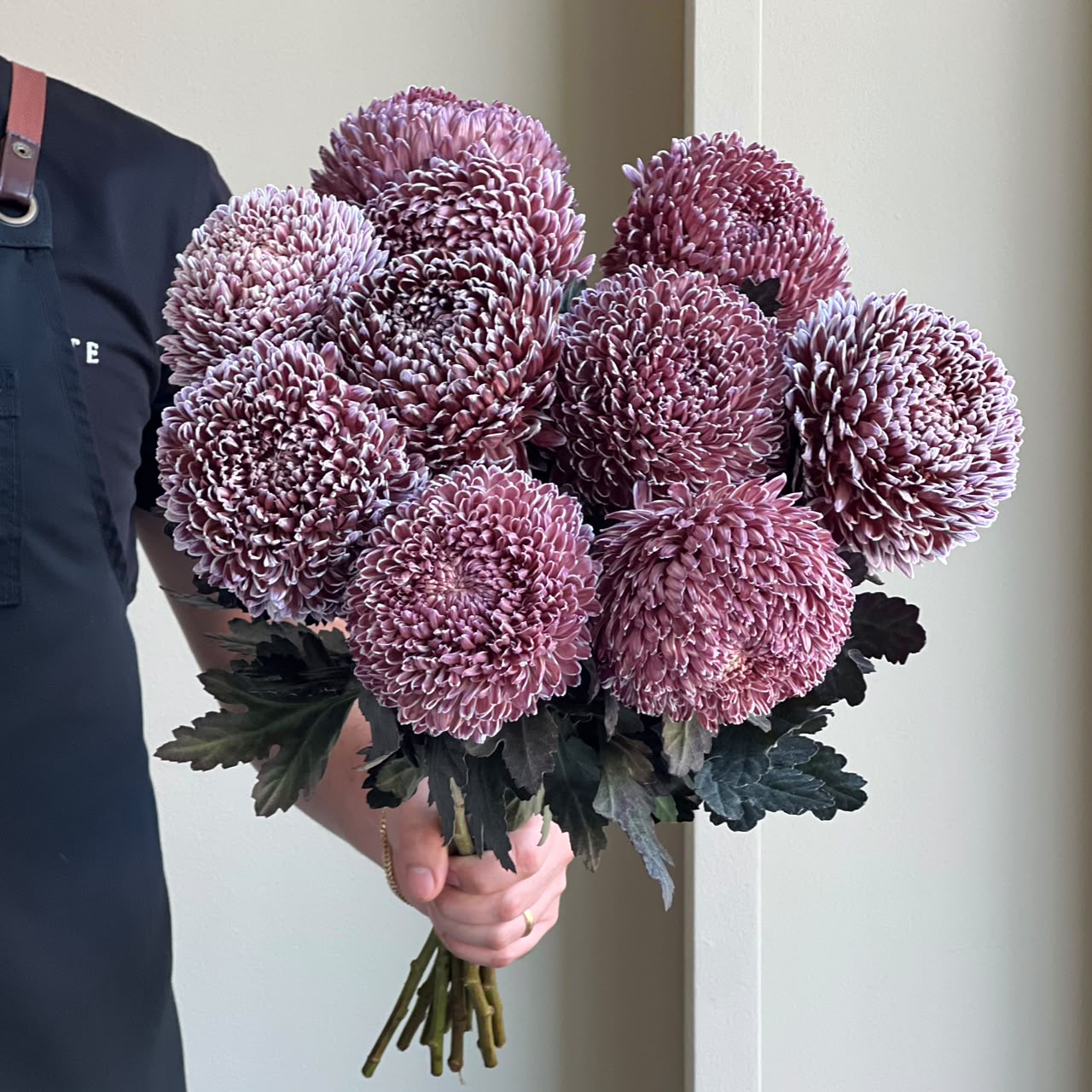 Chrysanthemum Peony - Maroon
