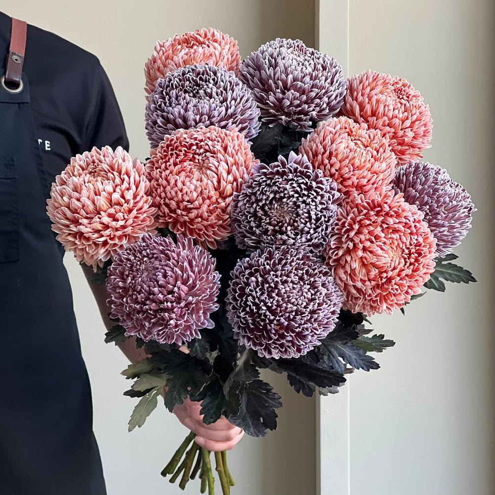 Chrysanthemum Peony - Mauve Romance Mix (12 Stem)