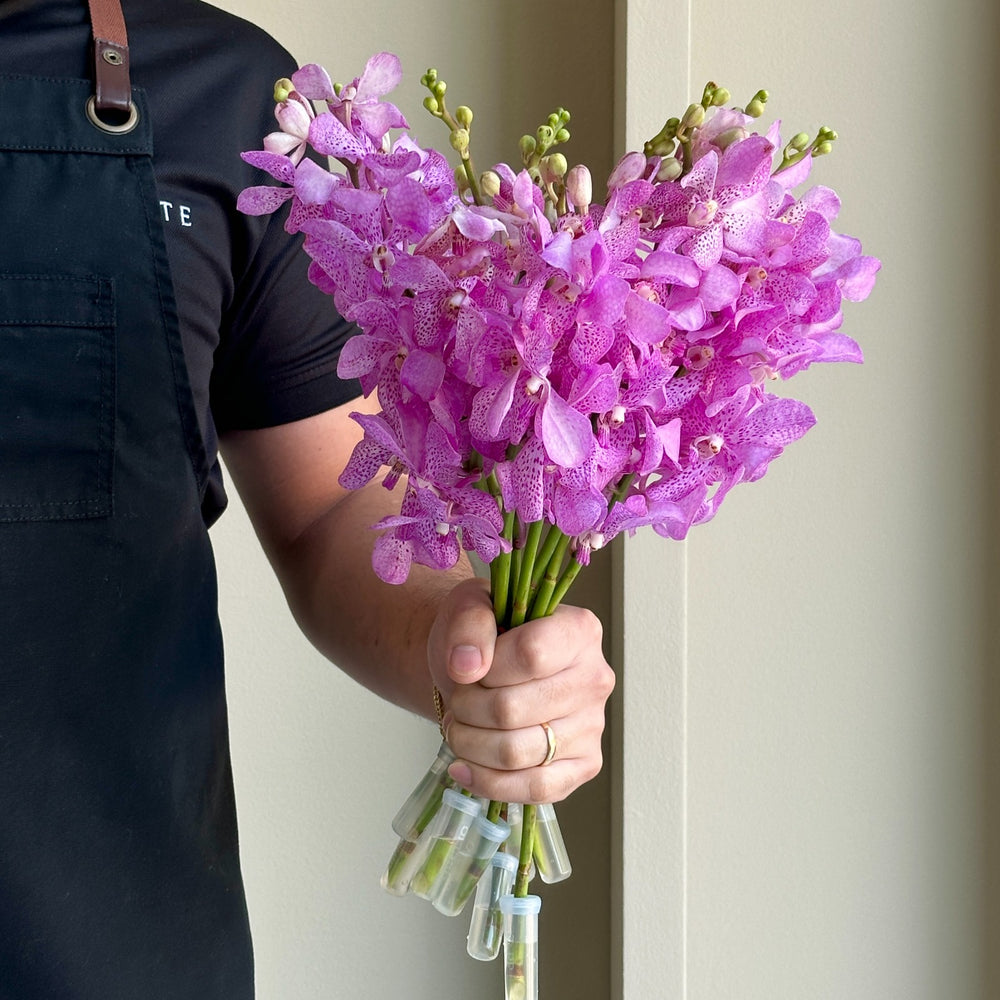 Mokara Orchids - Calypso Pink