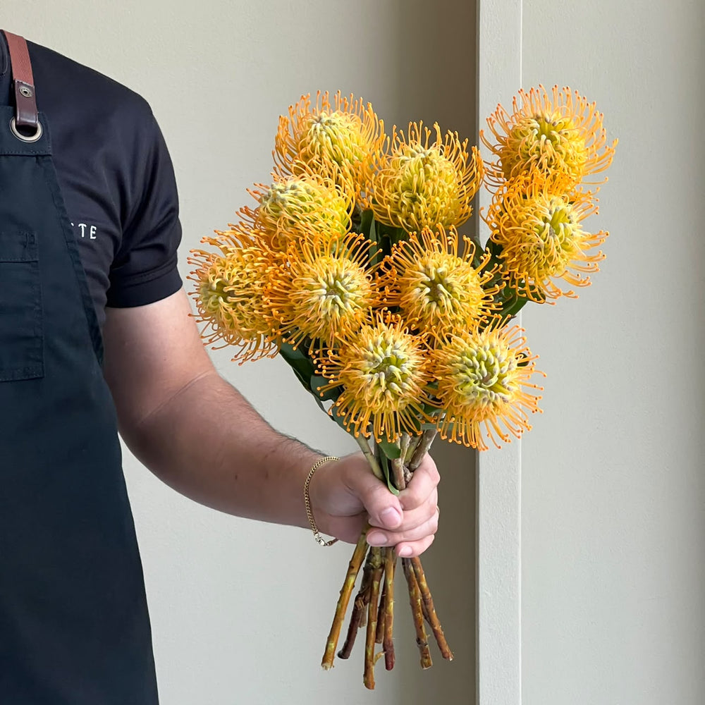 Leucospermum - Jelena Yellow