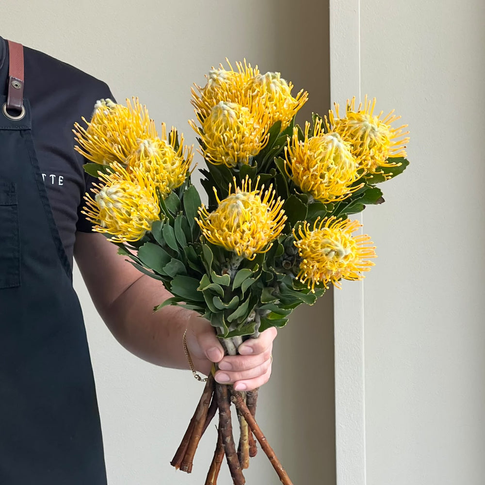 Leucospermum - Jyoti Gold