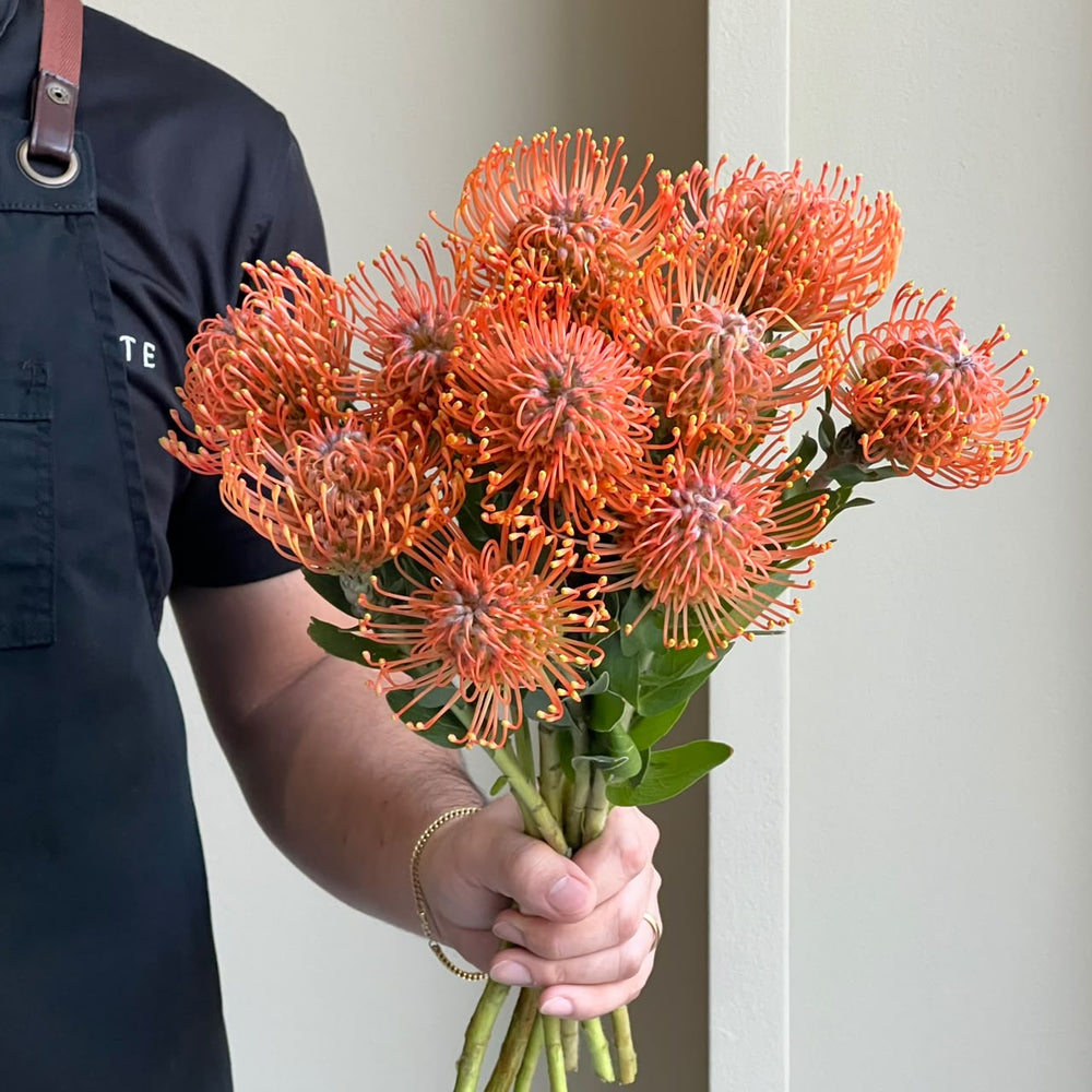 Leucospermum - Ayoba Mandarin Orange