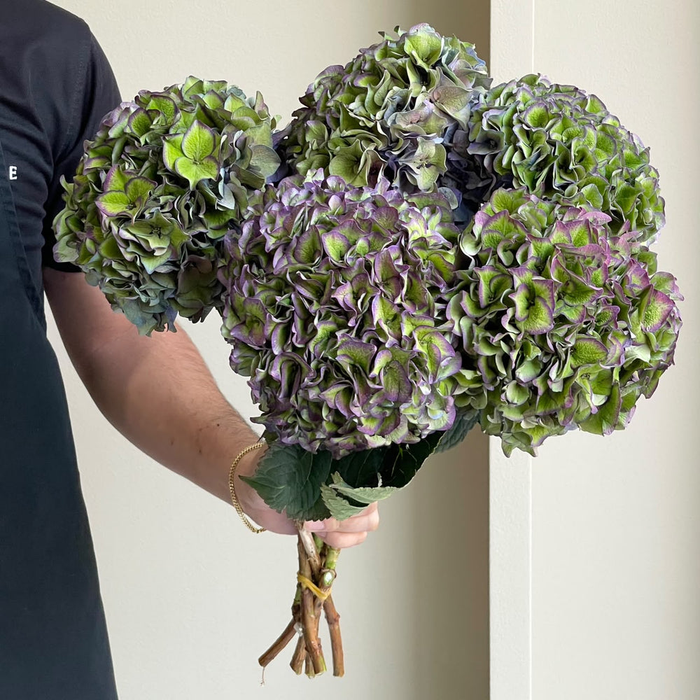 Hydrangeas - Rodeo Classic Purple
