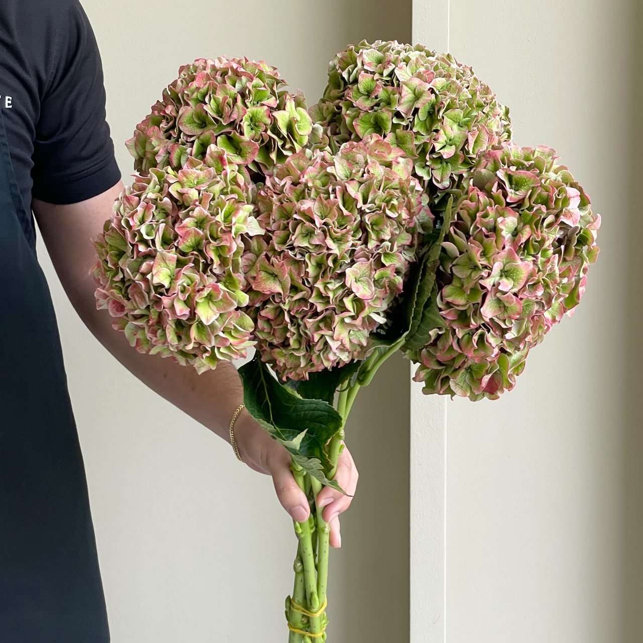 Hydrangeas - Rodeo Classic Pink