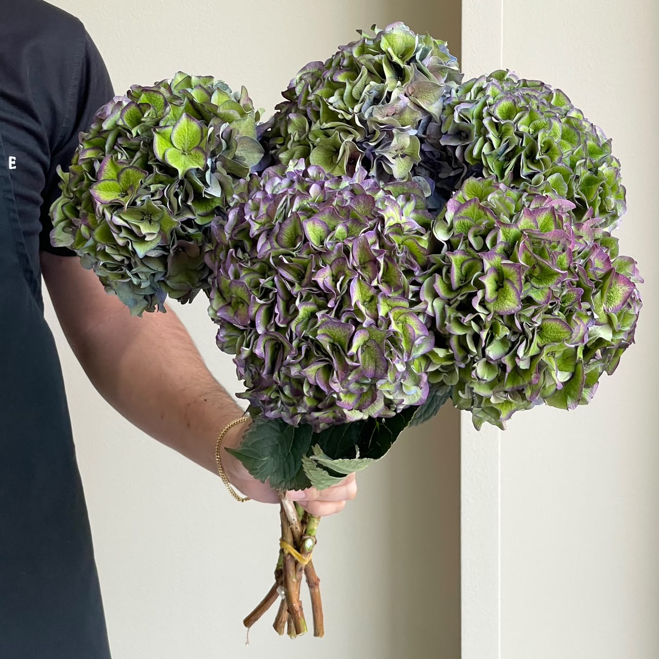 Hydrangeas - Rodeo Classic Purple