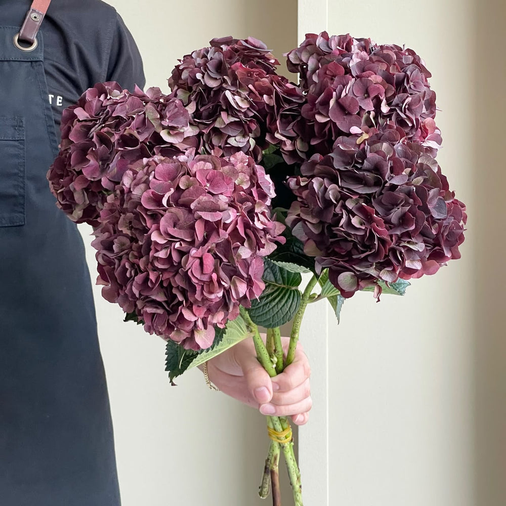 Hydrangeas - Magical Dark Ruby Classic