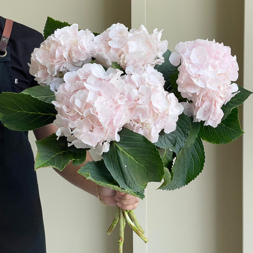 Hydrangeas - Sweet Verena Light Pink