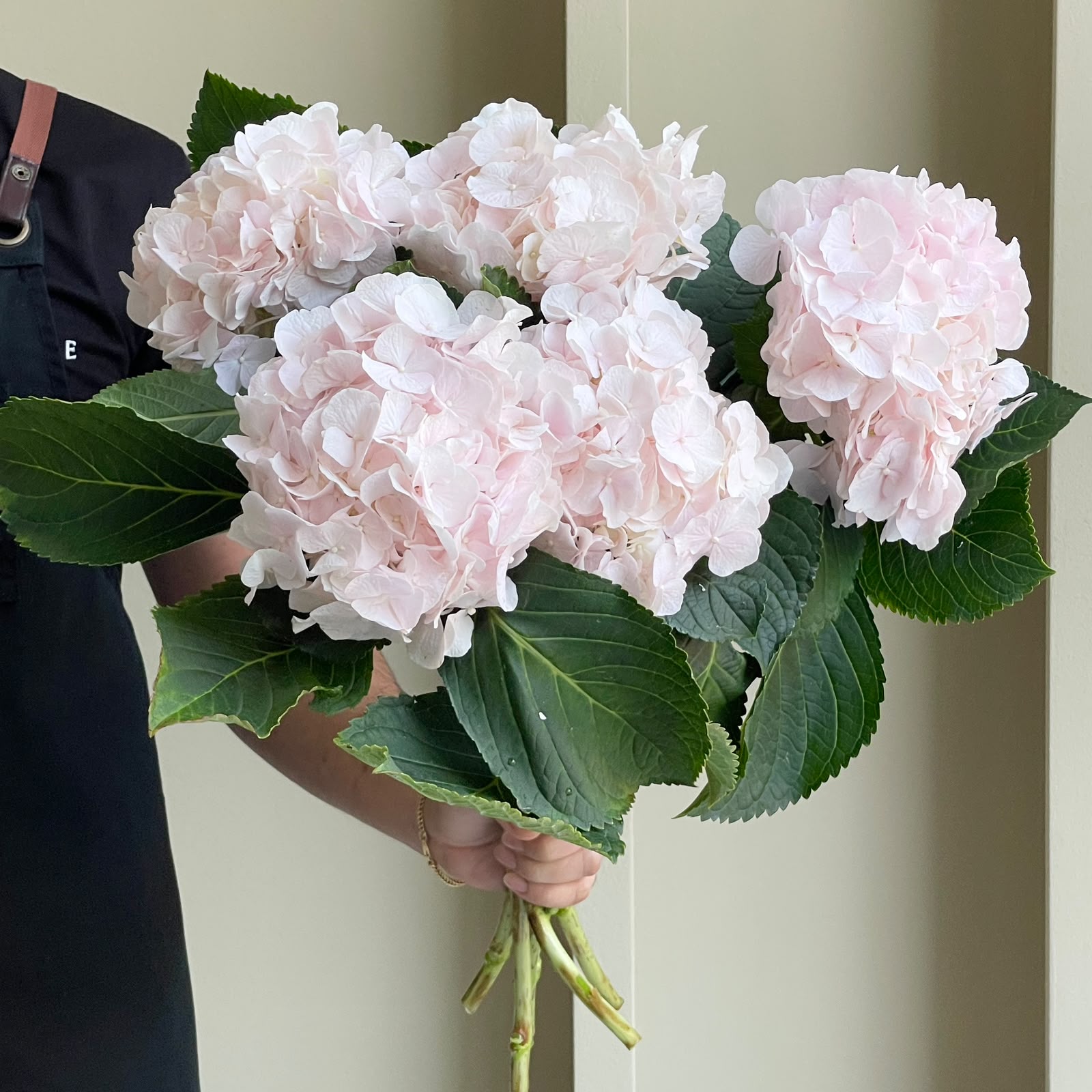 Hydrangeas - Sweet Verena Light Pink