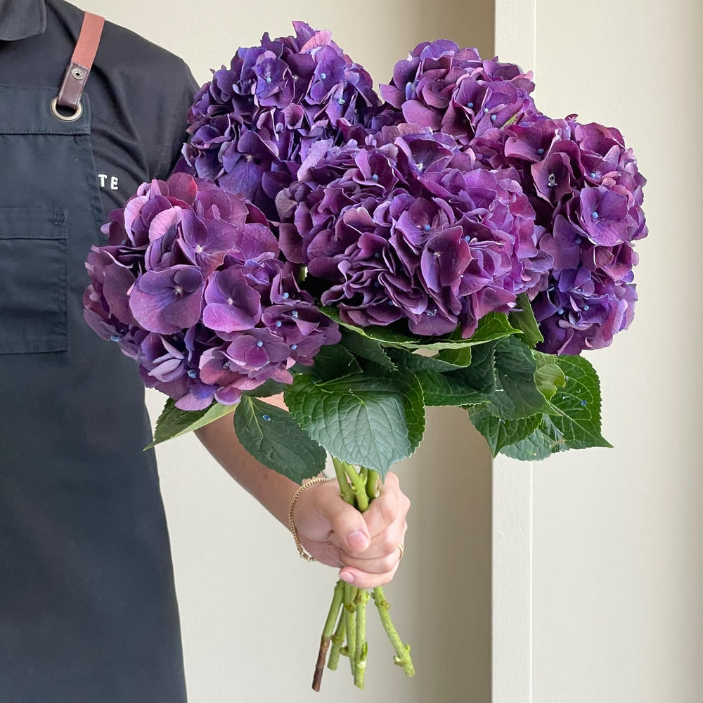Hydrangeas - Royal King