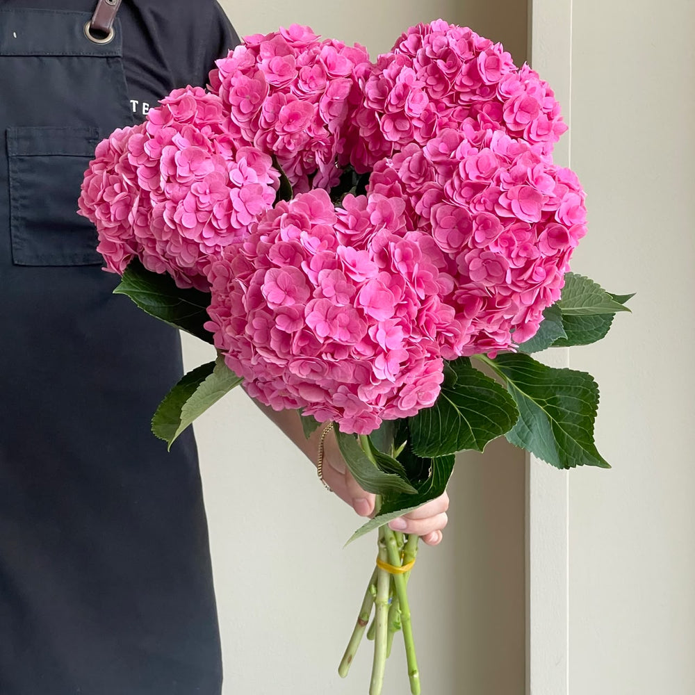 Hydrangeas - Royal Kiss