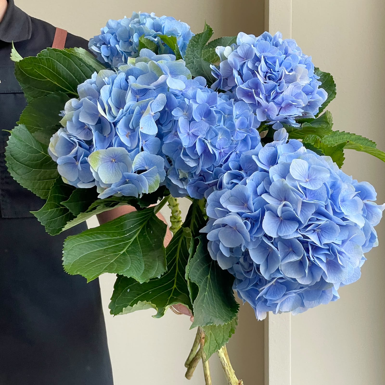 Hydrangeas - Verena Blue