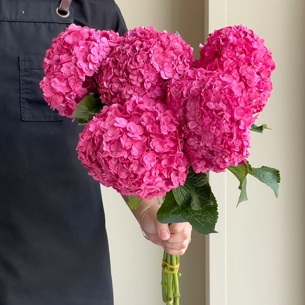 Hydrangeas - Royal Anastasia Cerise (Lollipop)