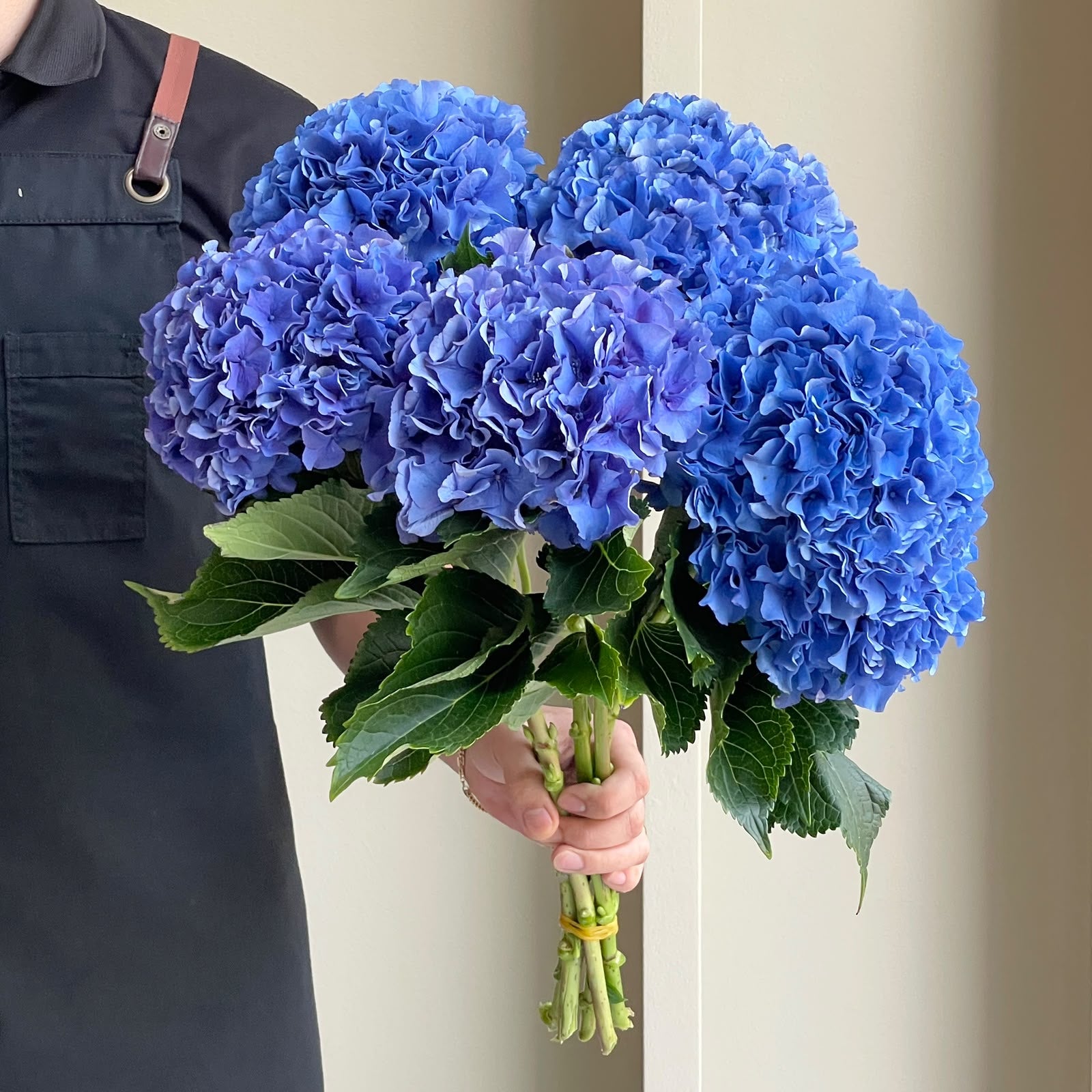 Hydrangeas - Royal Parade Classic