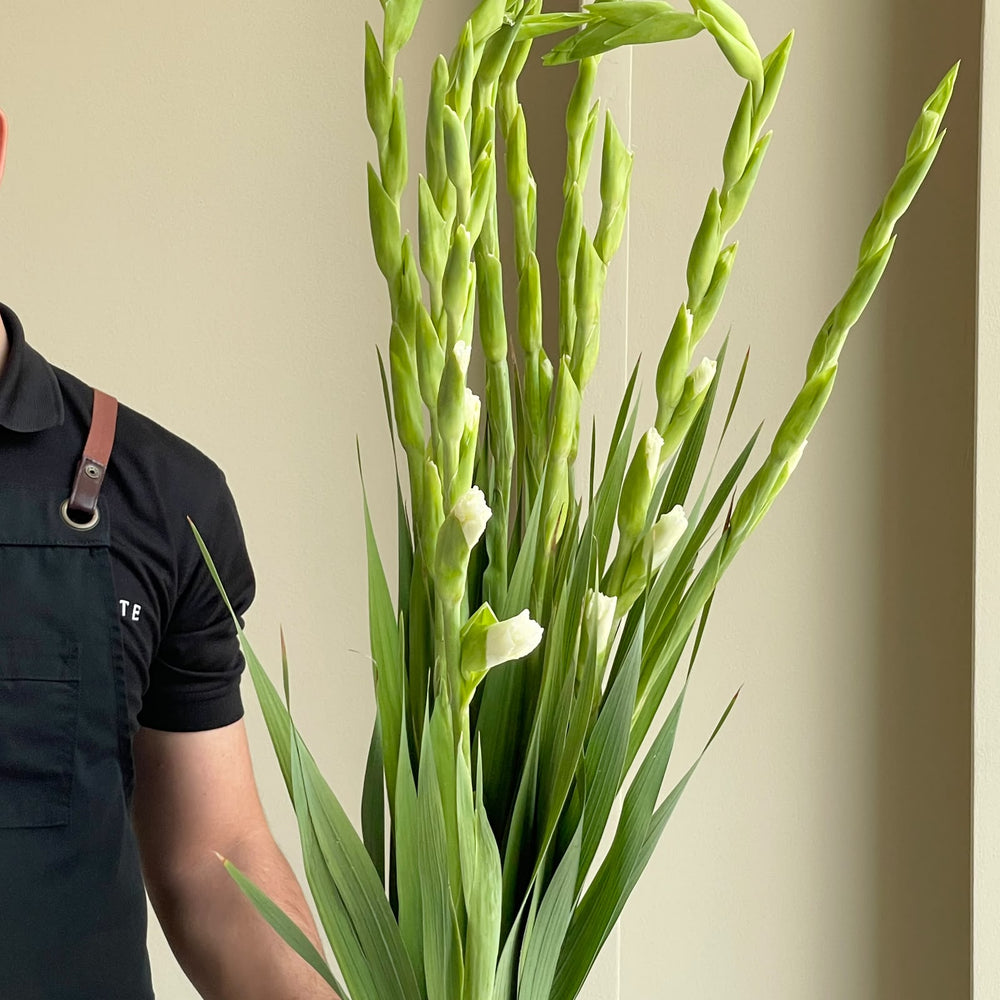 Gladioli - Essential White
