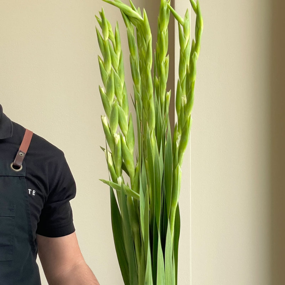 Gladioli - Serena White