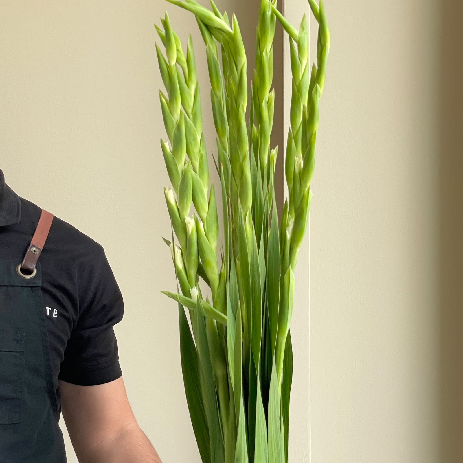 Gladioli - Serena White