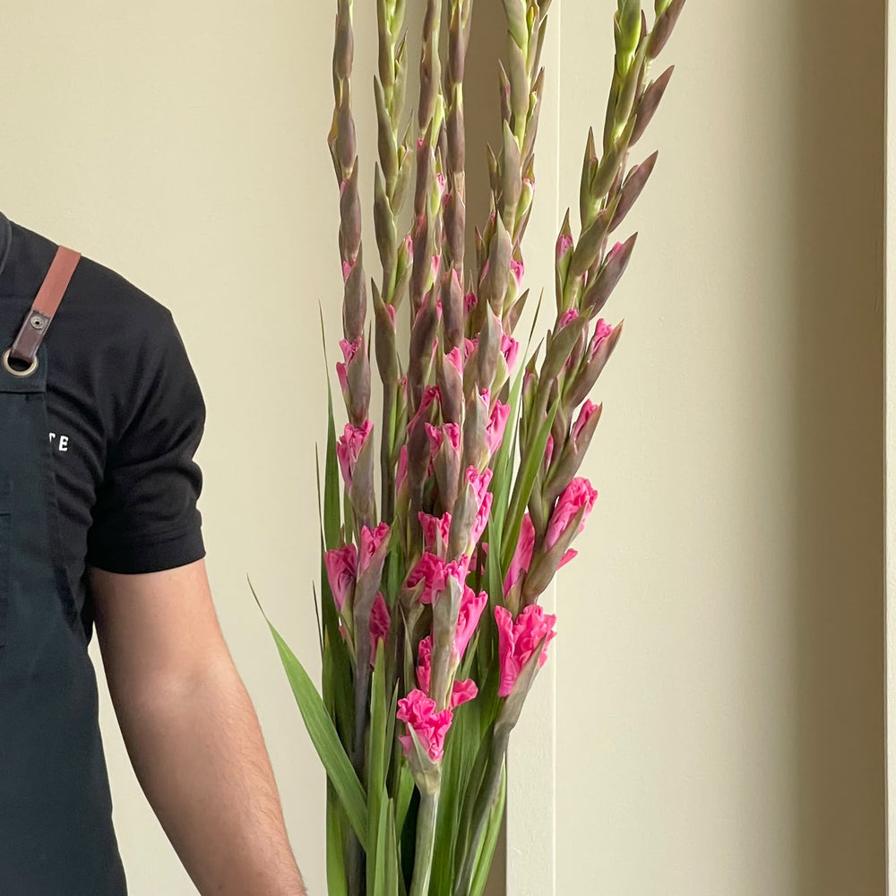 Gladioli - Kingston Ruffle