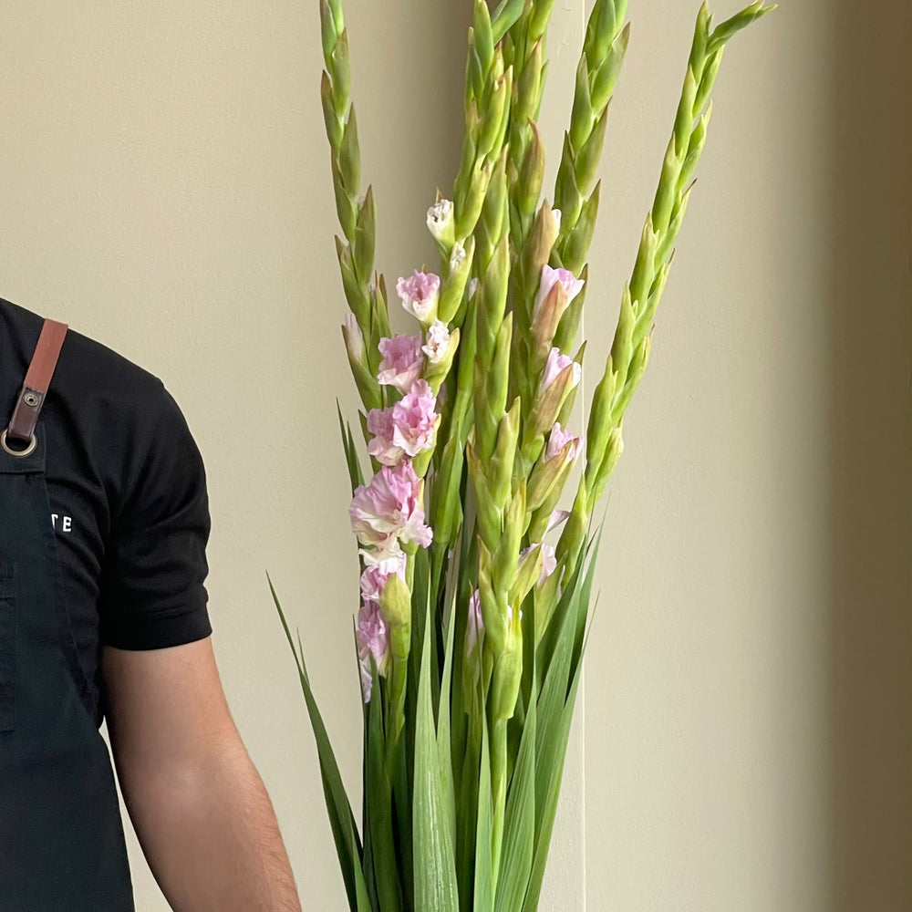 Gladioli - Magenta Princess