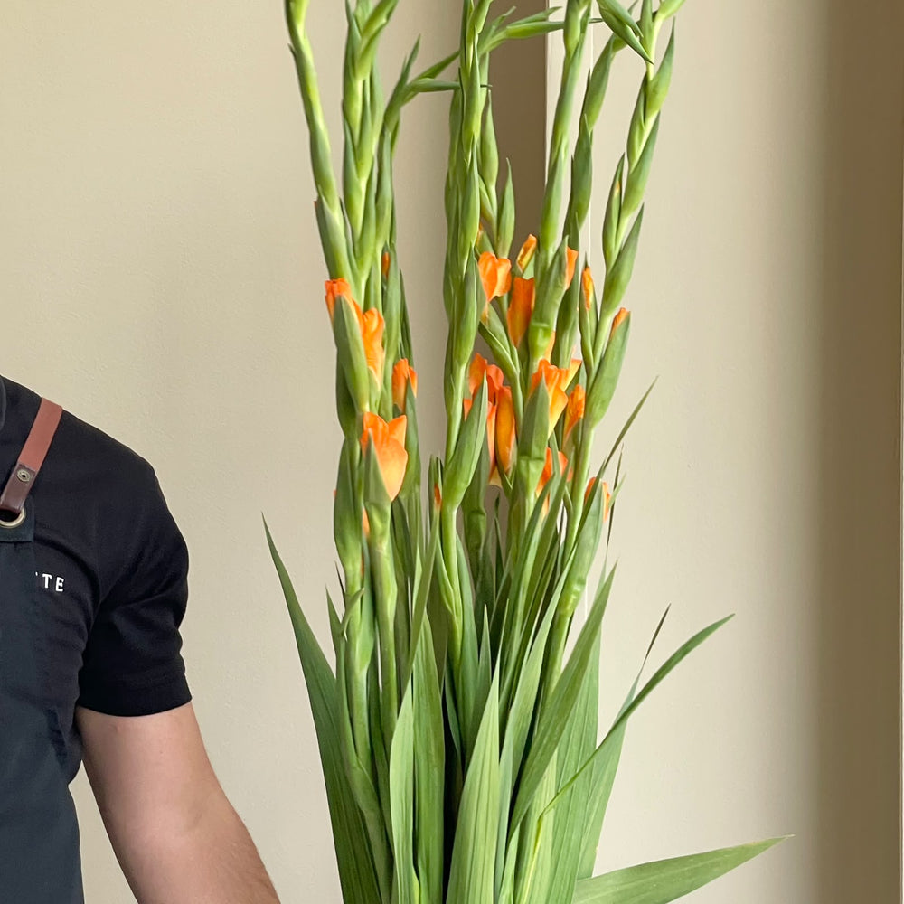 Gladioli - Orange