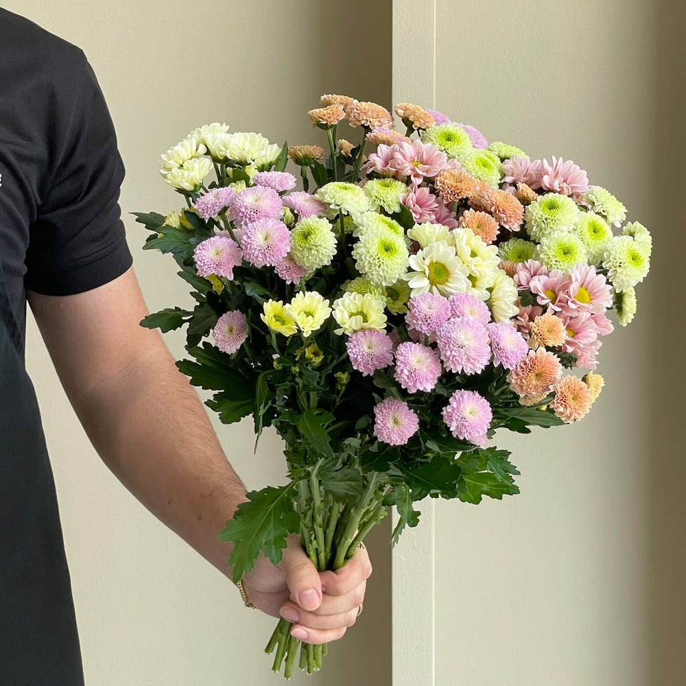 Chrysanthemum - Santini Pastel Mix
