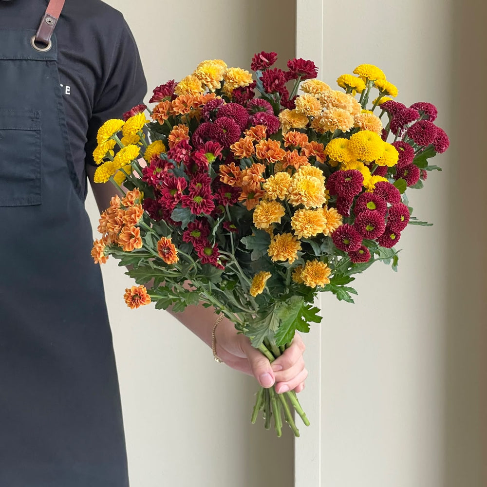 Chrysanthemum - Santini Rustic Mix