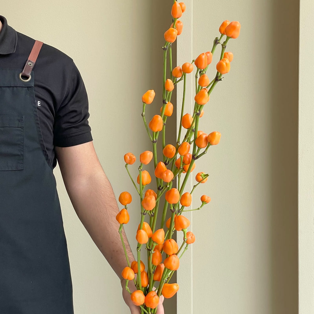 Capsicum - Sierpepers Orange