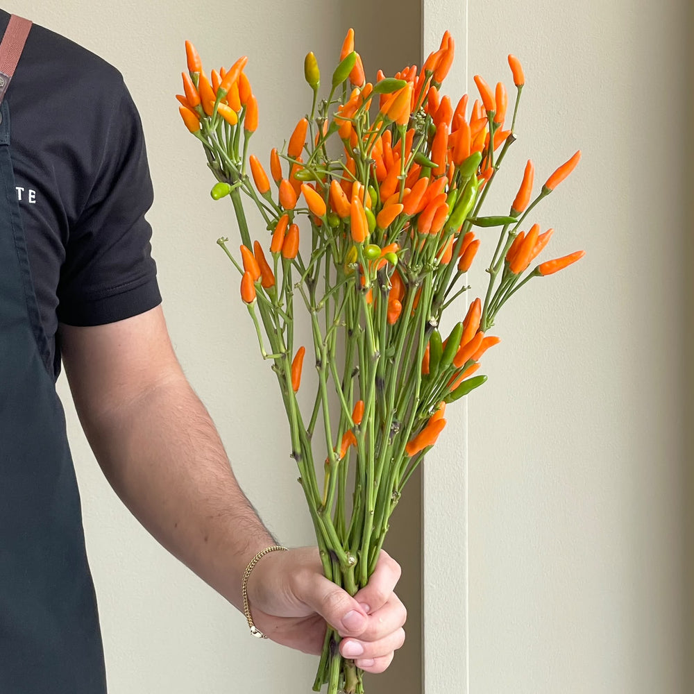 Capsicum - Sierpepers Orange (Short Stem)