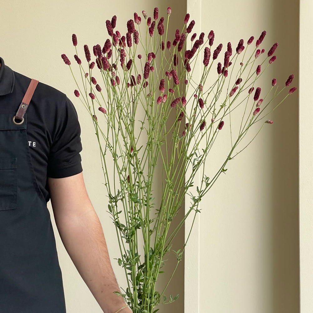 Sanguisorba Officinalis Scarlet Star