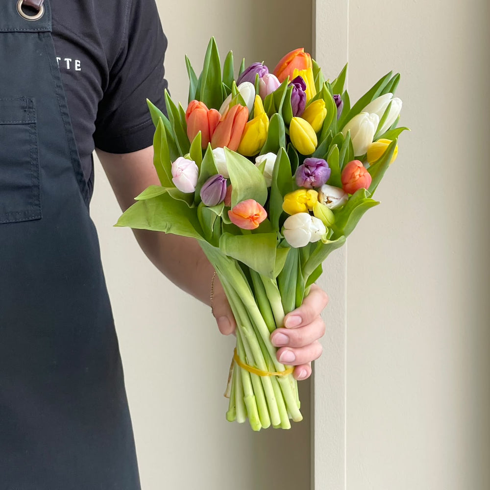 Tulip Mania - Summer Breeze Mix