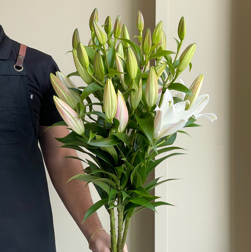 Lilies Orientpet - Zambesi