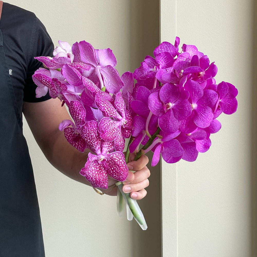 Vanda Orchids - Magenta Pink Glitter Mix