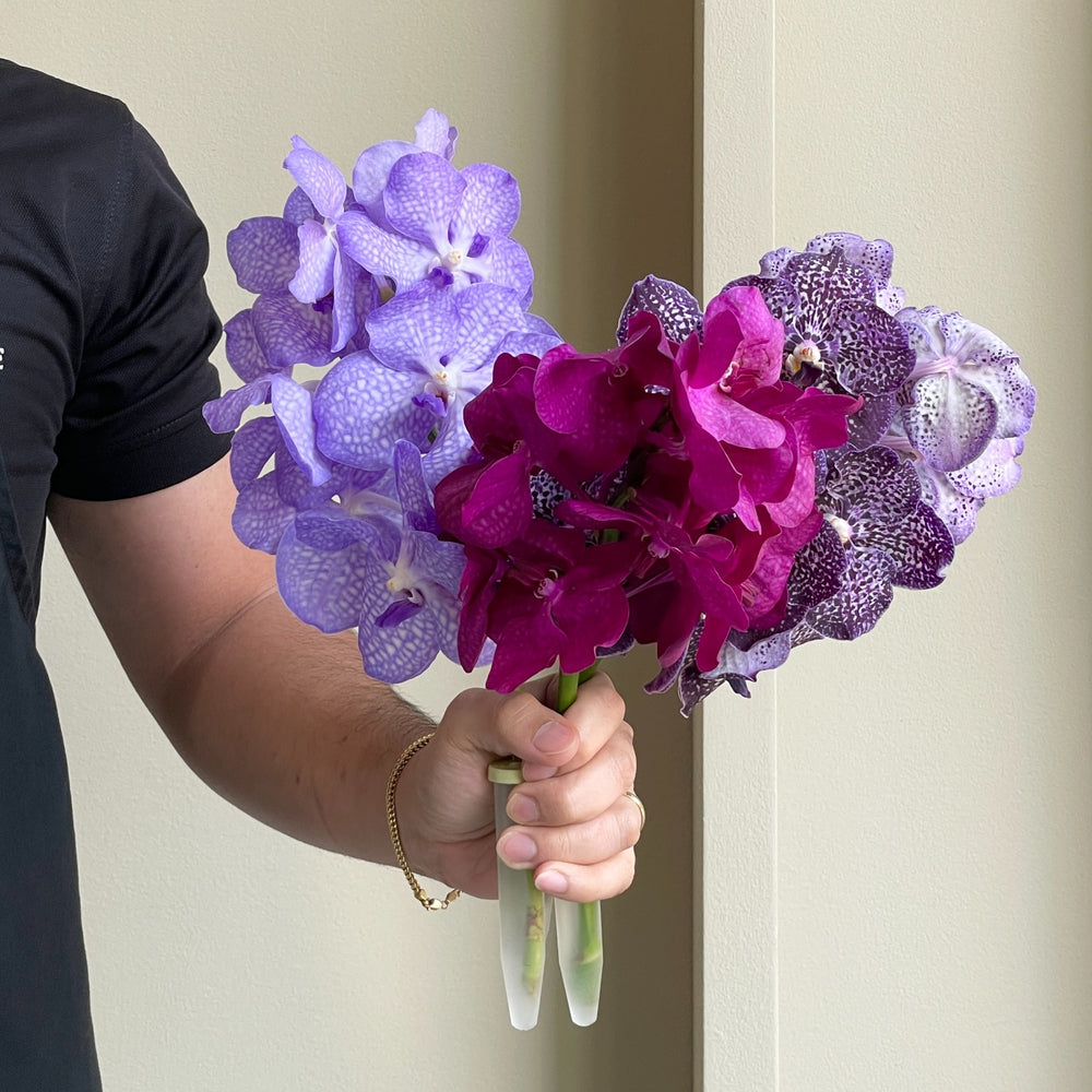 Vanda Orchids - Enchanted Mix