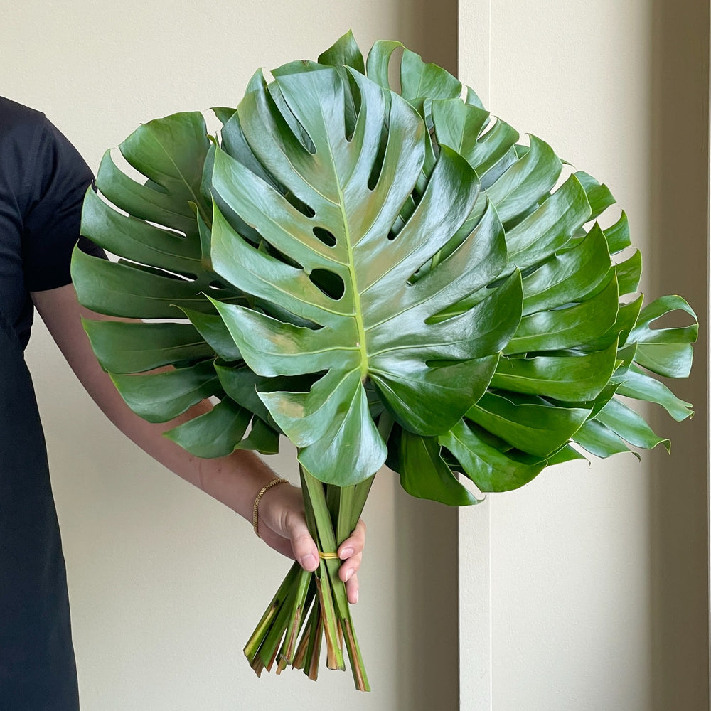 Monstera Leaves Medium (10 Stems)
